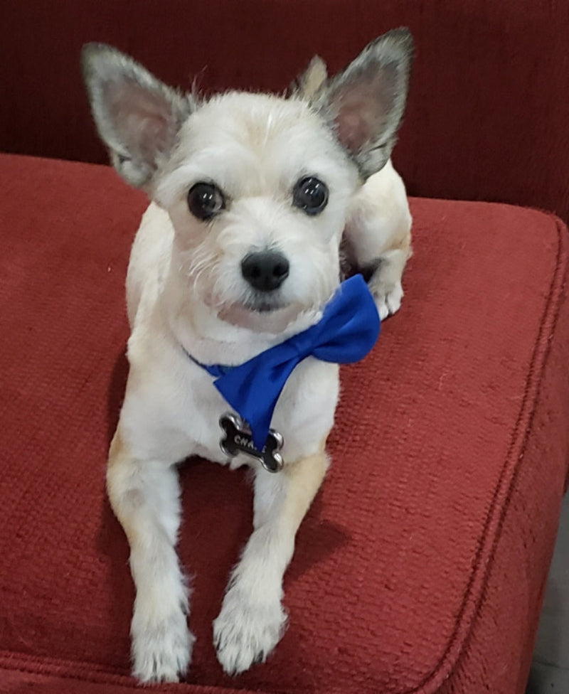 Small white dog with a blue bow tie sitting on a red couch.